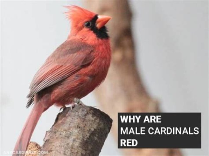 Are male cardinals red?