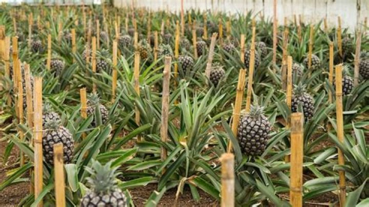 Do pineapples grow above ground or underground?