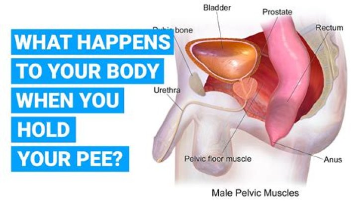 How long can pigs hold their pee?