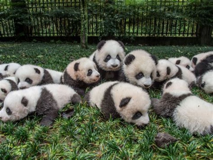 How many babies do pandas have at once?