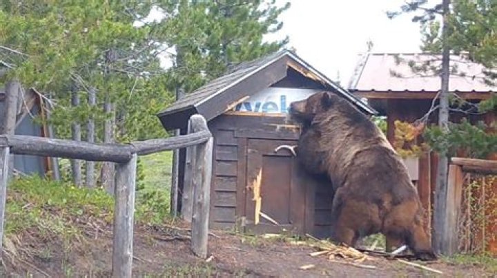 What do grizzly bears use for shelter?