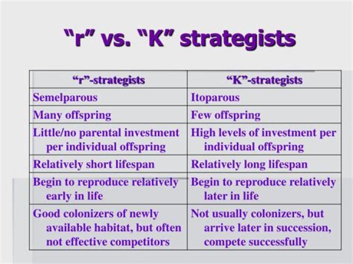 What is a K strategist?