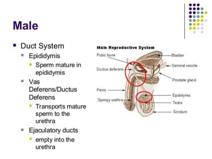 Which duct carries sperm from the epididymis to the ejaculatory duct?